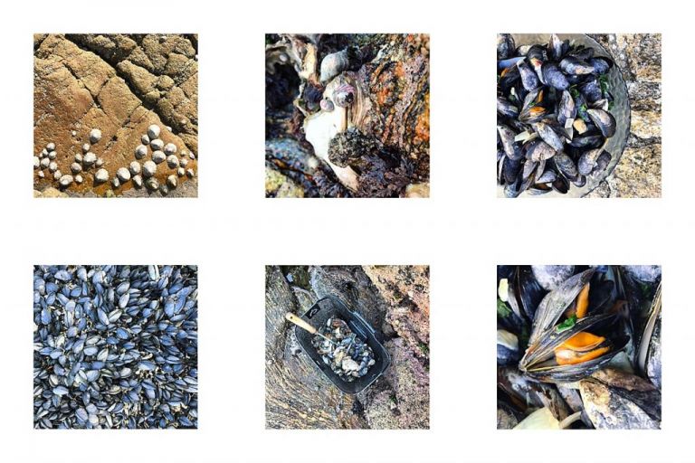 Le morbihan sous le soleil - moules bretonnes