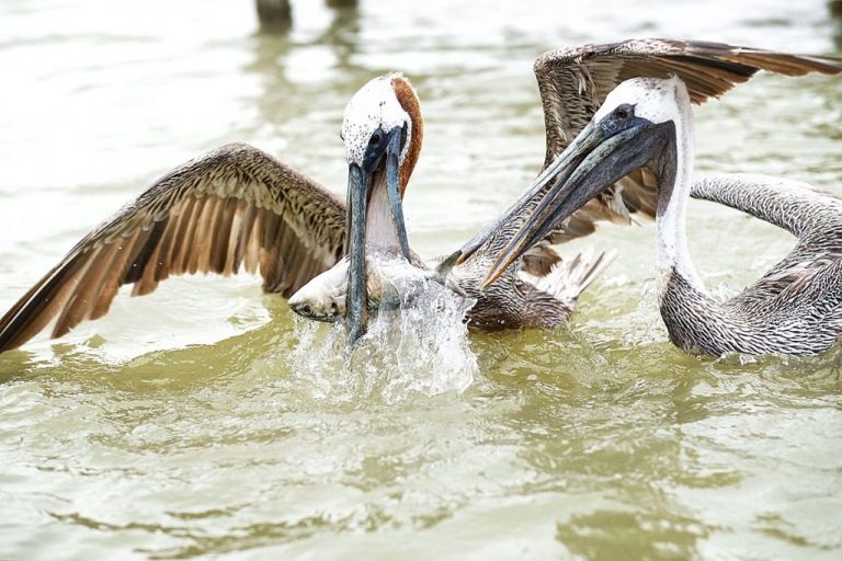 Valladolid - Rio Lagartos