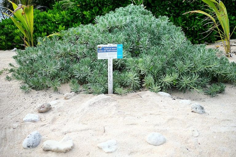 tulum - plage akumal tortue