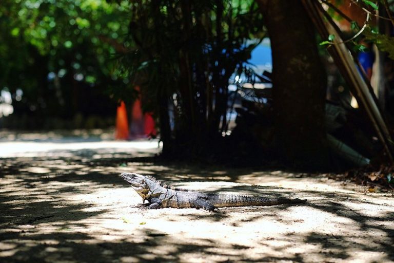 Playa Del Carmen - Cenote Azul