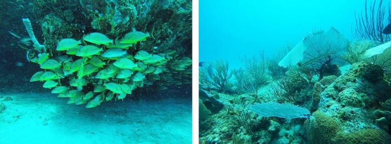 Playa Del Carmen - Bapteme plongee Mexique