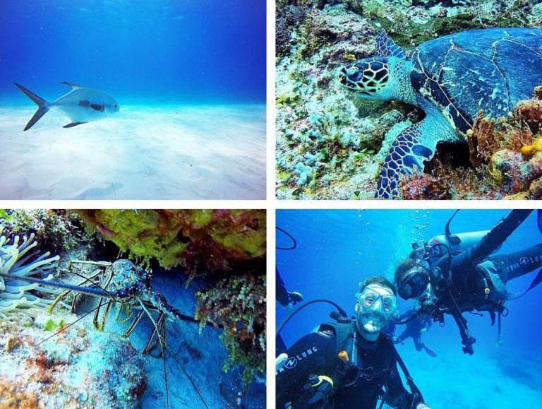 Playa Del Carmen - Cozumel Plongee Phocea