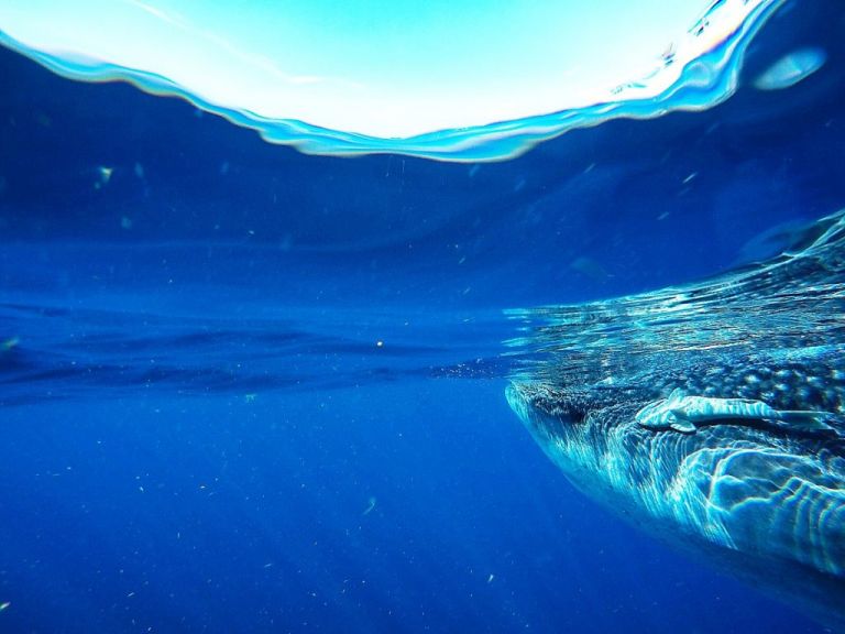 Playa Del Carmen - Isla Mujeres Requins Baleines
