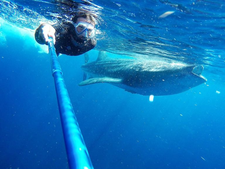 Playa Del Carmen - Isla Mujeres Requins Baleines