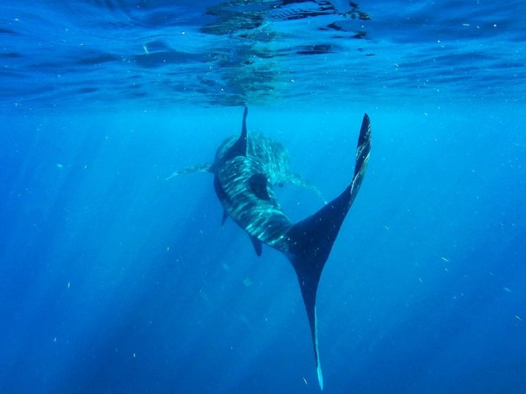 Playa Del Carmen - Isla Mujeres Requins Baleines