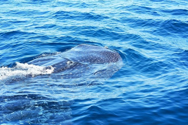 Playa Del Carmen - Isla Mujeres Requins Baleines