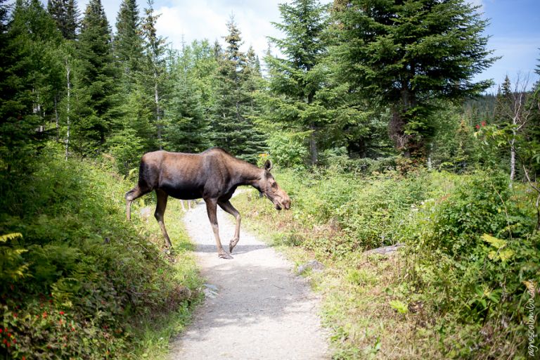 Gaspesie - Mont Saint Jean