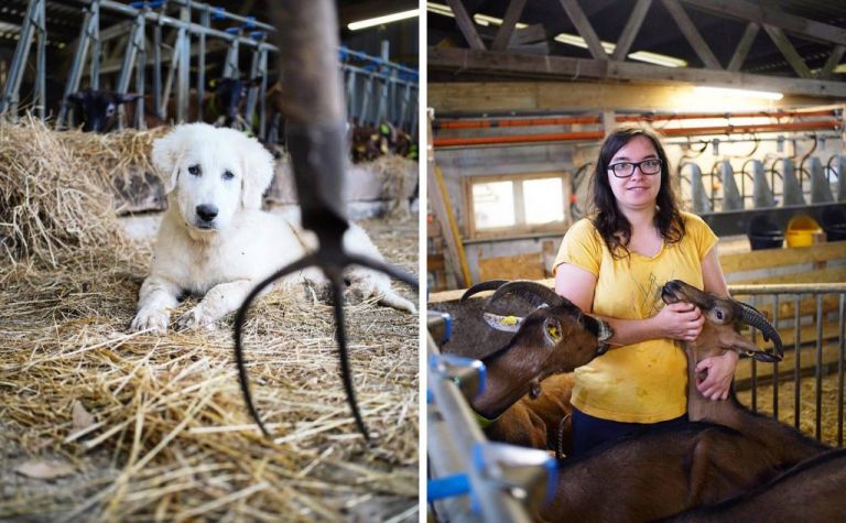 Les biquettes de rosadec - france passion - scaer