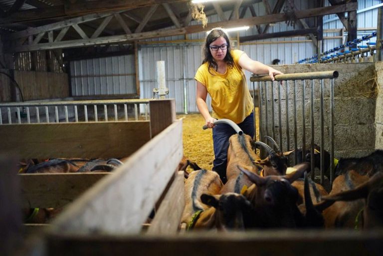 Les biquettes de rosadec - france passion - scaer