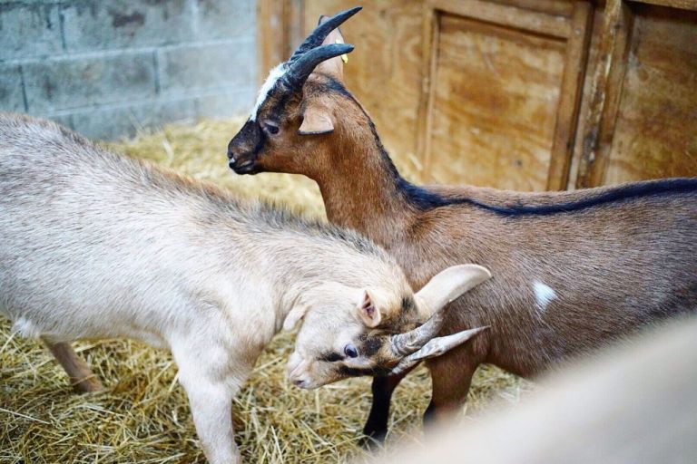 Les biquettes de rosadec - france passion - scaer