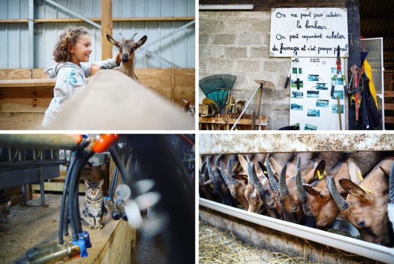 Les biquettes de rosadec - france passion - scaer