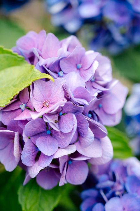 Hortensia violet