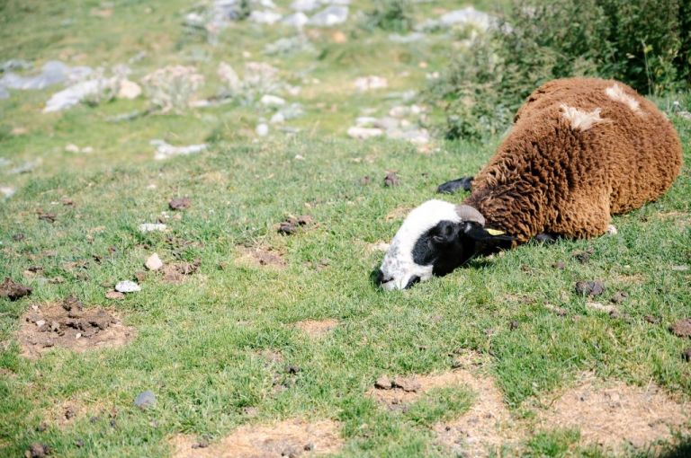 Gavarnie - Le Col des Tentes (65) 