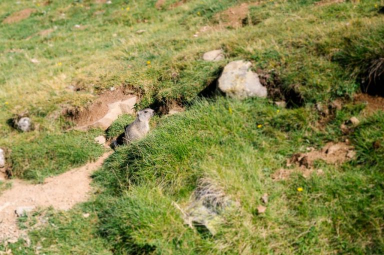 Gavarnie - Le Col des Tentes (65) - Marmottes