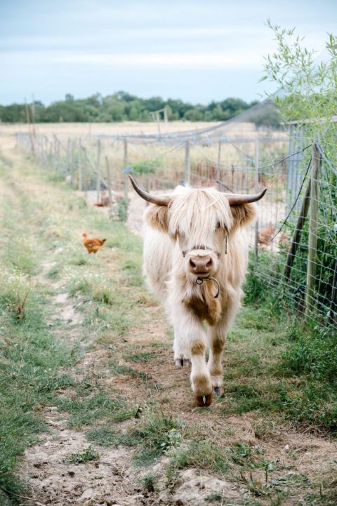 Les rencontres de la Haute-Garonne - Des Lys à la ferme