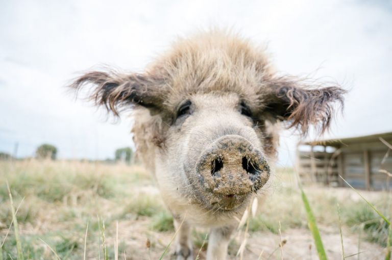 Les rencontres de la Haute-Garonne - Des Lys à la ferme