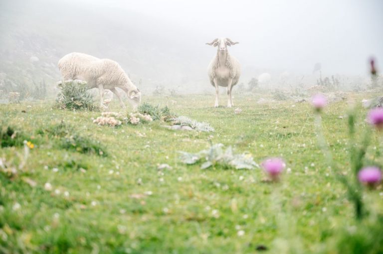 Gavarnie - Le Col des Tentes (65)