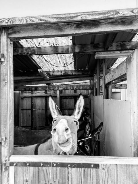 Atellage dressage loisirs france passion