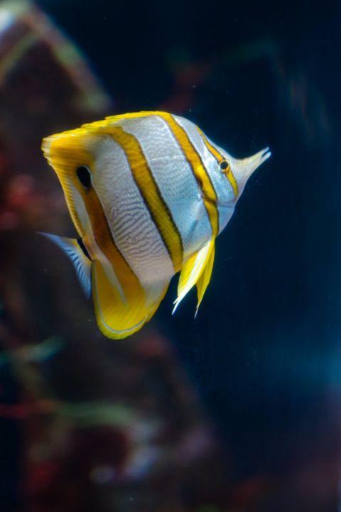 Cherbourg et sa cité de la mer