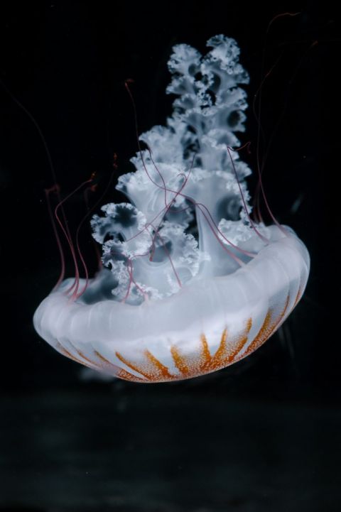 Cherbourg et sa cité de la mer