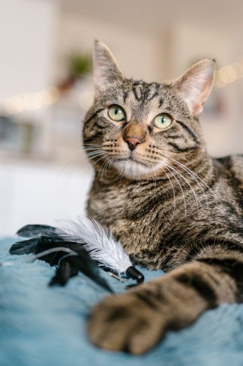 Famille d'accueil pour chat