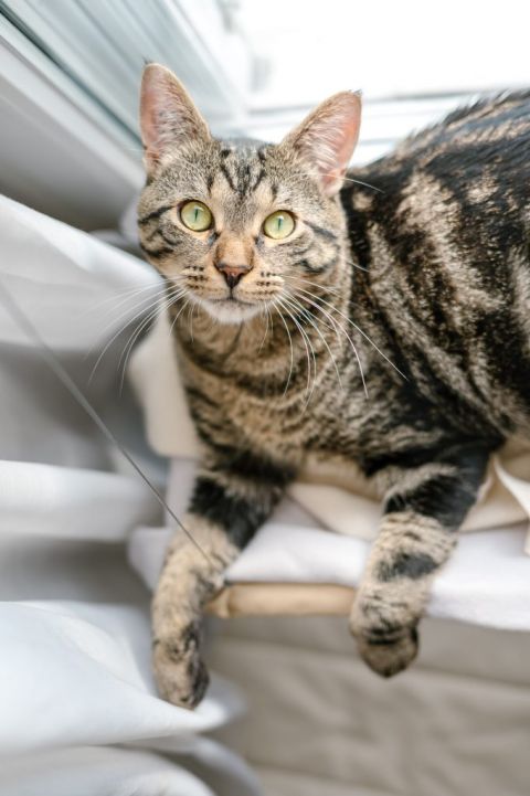 Famille d'accueil pour chat