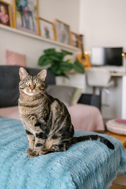 Famille d'accueil pour chat